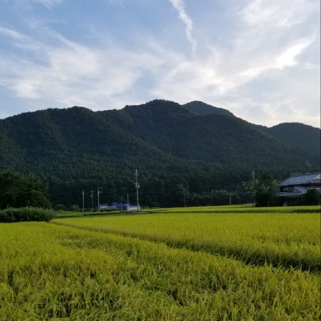 令和元年　兵庫県丹波産 無農薬コシヒカリ10キロ 食品/飲料/酒の食品(米/穀物)の商品写真