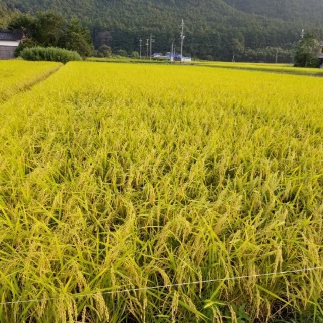 令和元年　兵庫県丹波産 無農薬コシヒカリ10キロ 食品/飲料/酒の食品(米/穀物)の商品写真
