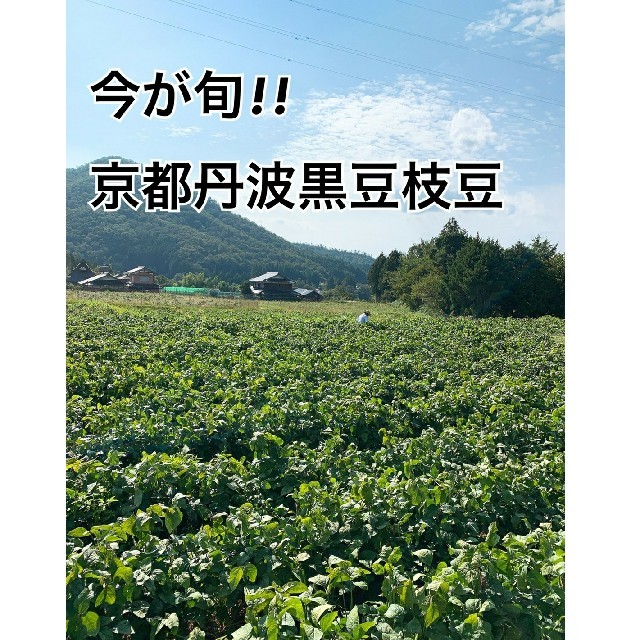 京都丹波黒大豆枝豆　さや取りレンジ対応袋入り　250✖4 食品/飲料/酒の食品(野菜)の商品写真