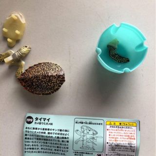 カイヨウドウ(海洋堂)の★ 新品 チョコQ タイマイ 海ガメ 海亀(その他)