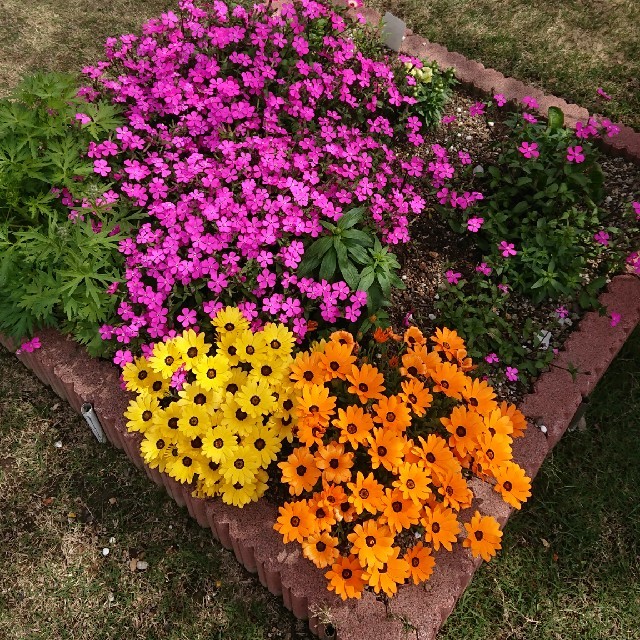 ピンクパンサー お花の種  ハンドメイドのフラワー/ガーデン(プランター)の商品写真