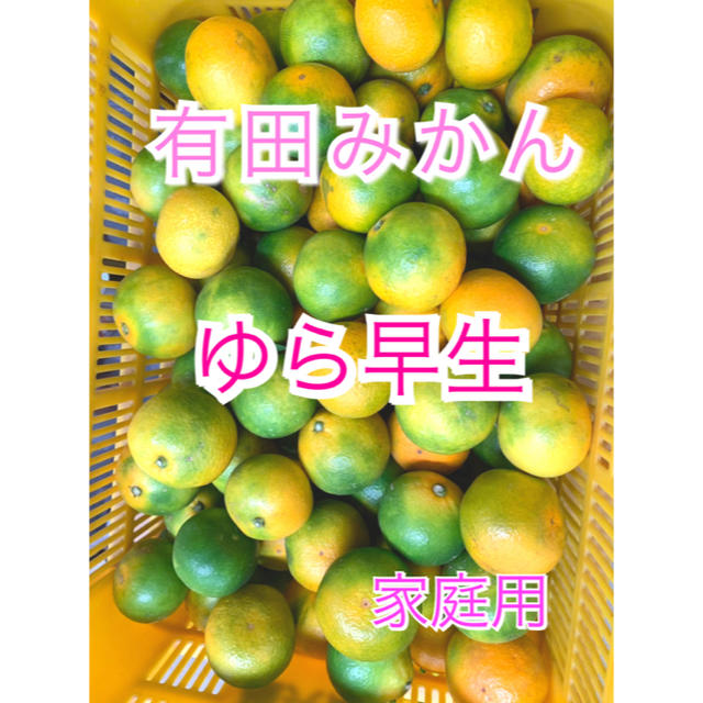 有田みかん ゆら早生 家庭用 5kg＋おまけ 食品/飲料/酒の食品(フルーツ)の商品写真