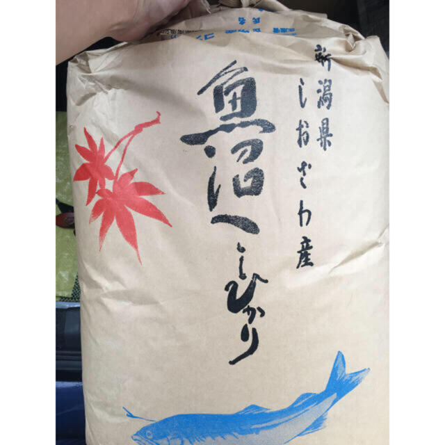 30kg　古米】魚沼産コシヒカリ　米/穀物