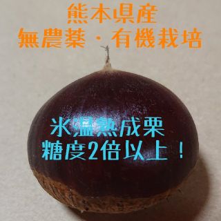 【即購入ＯＫ】氷温熟成 栗 1.5kg ★無農薬・有機栽培☆(フルーツ)