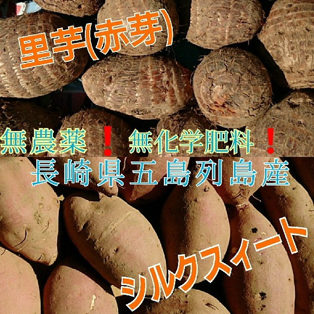 無農薬❗《里芋&シルクスィート=1㎏》コンパクトboxいっぱいに。五島列島より 食品/飲料/酒の食品(野菜)の商品写真