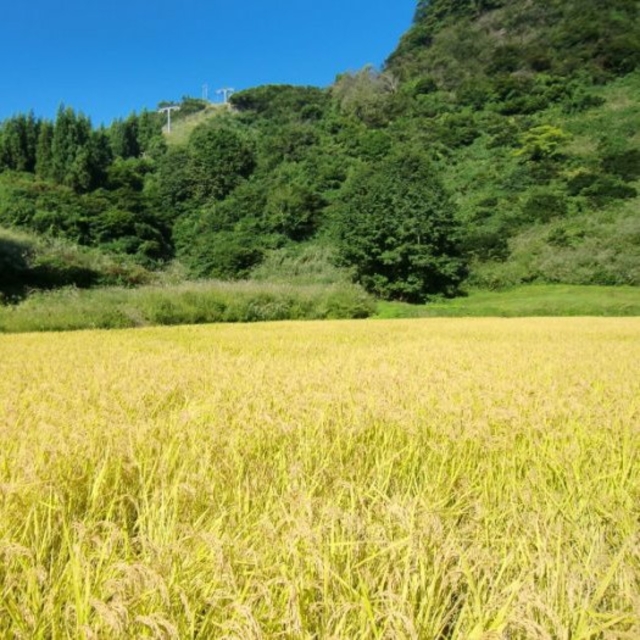 令和元年南魚沼産コシヒカリ 中粒米 精米20kg 食品/飲料/酒の食品(米/穀物)の商品写真
