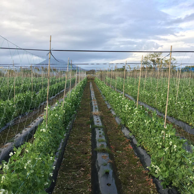 鹿児島産甘スナップエンドウ500g^_^ 食品/飲料/酒の食品(野菜)の商品写真