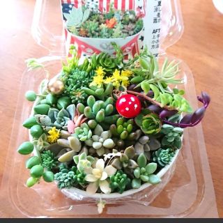 多肉植物 セダム カット苗(その他)