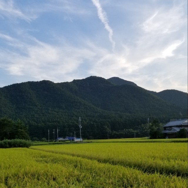 平成30年度兵庫県丹波産　無農薬コシヒカリ10キロ