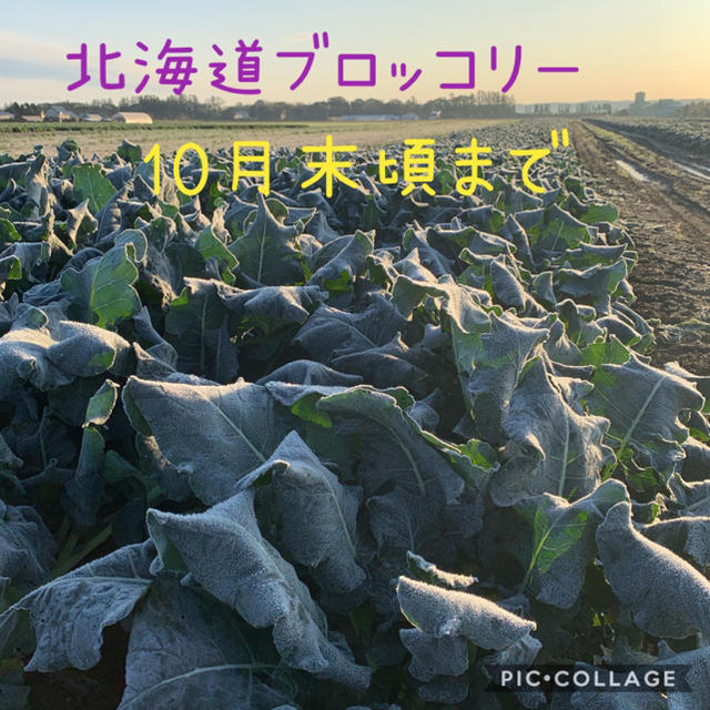 北海道【ブロッコリー】今年度のシーズンも残り僅かになりました！ 食品/飲料/酒の食品(野菜)の商品写真