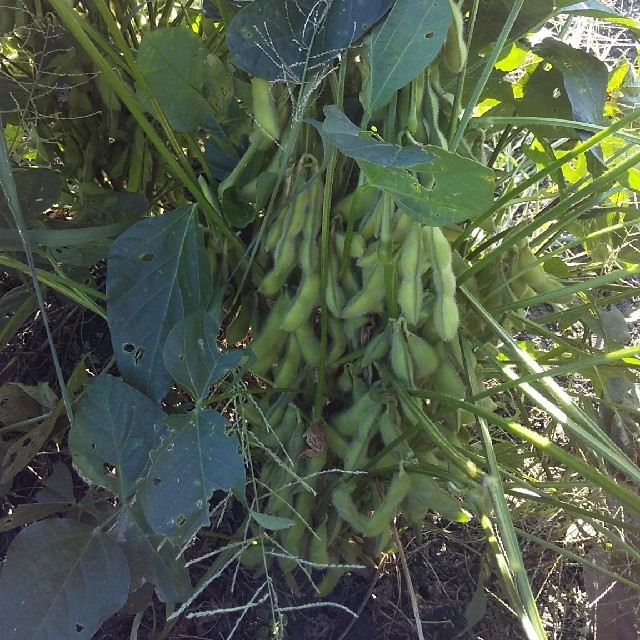 無農薬　黒枝豆　無選別 食品/飲料/酒の食品(野菜)の商品写真