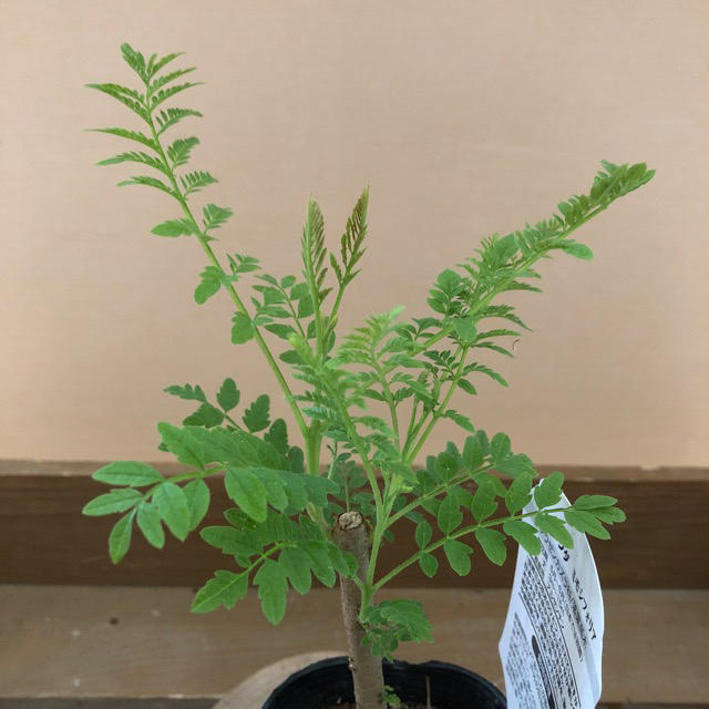 ジャカランダ ミモシフォリアの通販 By Plant Life ラクマ ジャカランダ ミモシフォリアの通販 By Plant Life ラクマ