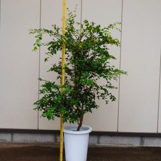 ジャボチカバ 小葉種（耐寒性） 8号 110cm～(フルーツ)