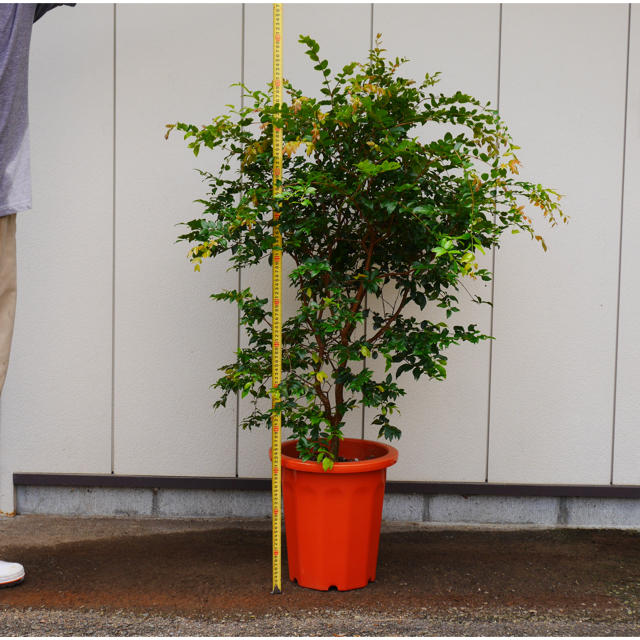 ジャボチカバ 小葉種(耐寒性) 10号 130cm~ 【日本産】 aleksandra