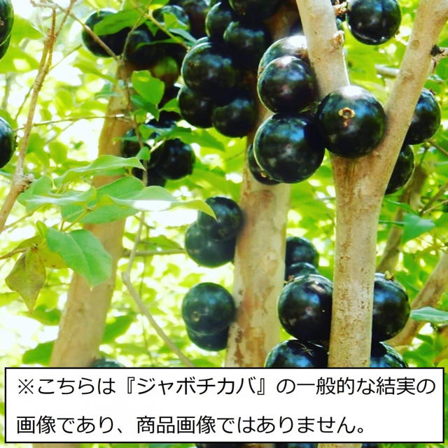 ジャボチカバ 小葉種(耐寒性) 10号 130cm~ - フルーツ