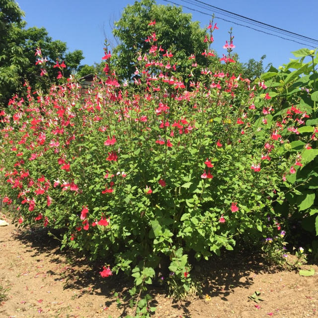 今が植え時‼️お花屋さんが作ったホットリップスの超特大株です！ ハンドメイドのフラワー/ガーデン(ドライフラワー)の商品写真