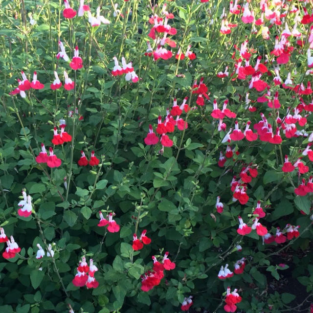 今が植え時‼️お花屋さんが作ったホットリップスの超特大株です！ ハンドメイドのフラワー/ガーデン(ドライフラワー)の商品写真