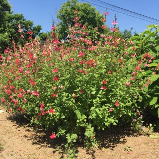 今が植え時‼️お花屋さんが作ったホットリップスの超特大株です！(ドライフラワー)