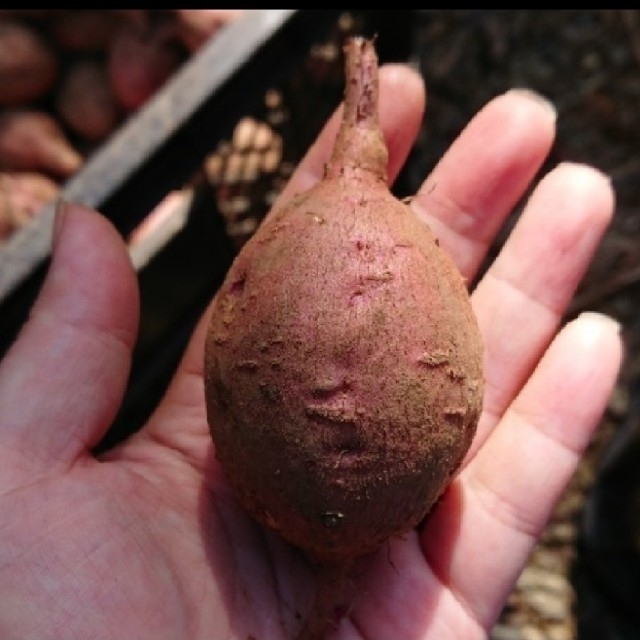 安納芋紅3キロ箱【種子島産】 食品/飲料/酒の食品(野菜)の商品写真