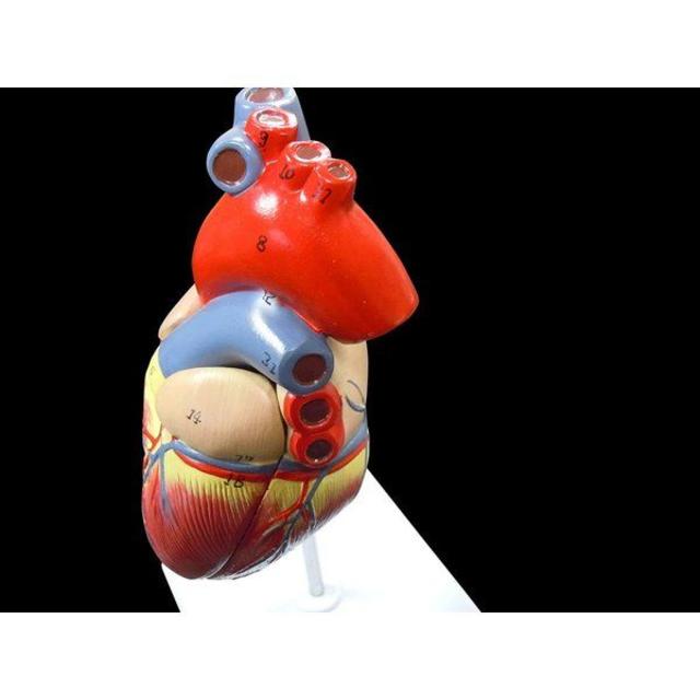 心臓模型　実物大【スタンド付き】弁 右心房 左心房 右心室 左心室 人体模型