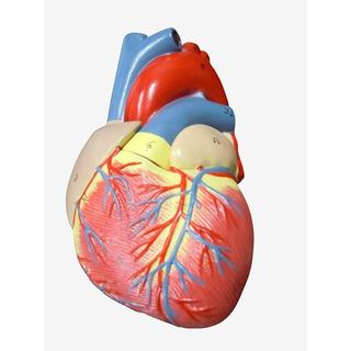  心臓模型　実物大【スタンド付き】弁 右心房 左心房 右心室 左心室 人体模型(各種パーツ)