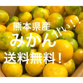 熊本県産 みかん(フルーツ)