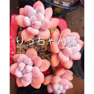 多肉植物(その他)