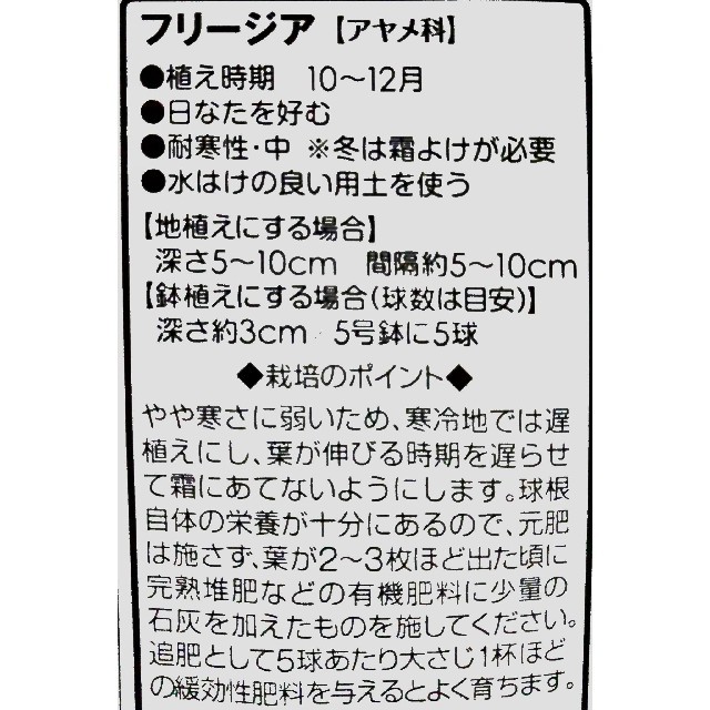 Yu0210様専用⚜﻿フリージア3種、ダブルシュガー1球 ハンドメイドのフラワー/ガーデン(その他)の商品写真