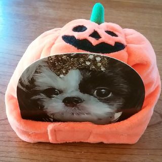 スリーコインズ(3COINS)の3coins　ハロウィンペットキャップ(犬)