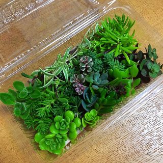 多肉植物　カット苗(その他)