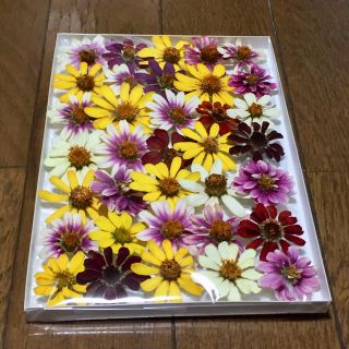 お花屋さんが作ったジニアのカラフルsetです    ⑧(ドライフラワー)