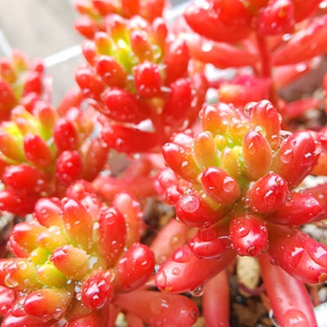 多肉植物  紅葉  虹の玉 カット苗 ハンドメイドのフラワー/ガーデン(その他)の商品写真