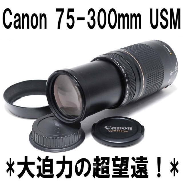 大迫力300㎜！キヤノン 望遠レンズ Canon EF75-300mm - レンズ(ズーム)