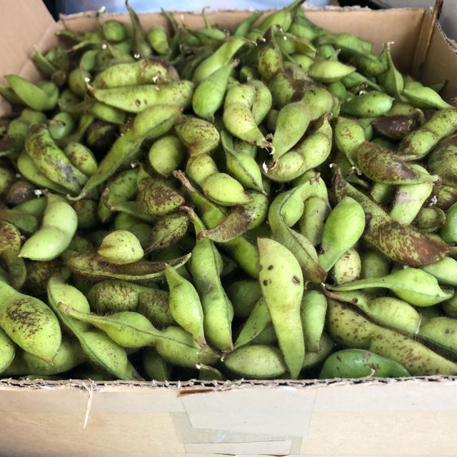 丹波篠山産 黒枝豆 800g(豆部分)の通販 by hekemore's shop|ラクマ