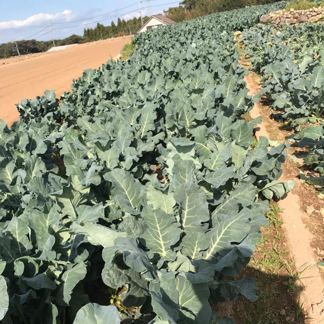 新鮮！採れたて‼︎ ブロッコリー 食品/飲料/酒の食品(野菜)の商品写真