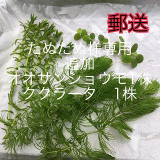  【郵便】メダカの水草3種セット 浮き草２種追加(アクアリウム)
