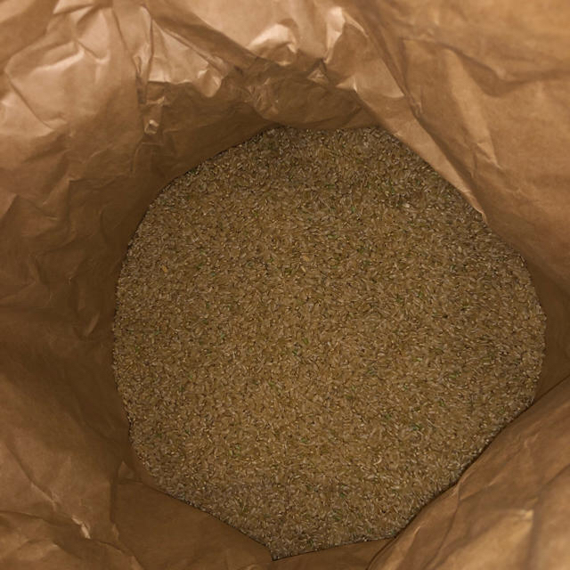 米/穀物元年9月26日収穫　無農薬島根県産きぬむすめ100% 20kg 玄米