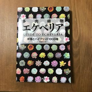多肉植物エケベリア(その他)