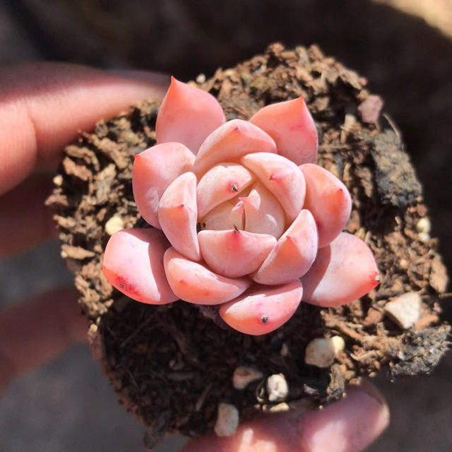 ハンドメイド多肉植物　丸葉っぱピンクブールバード　小苗