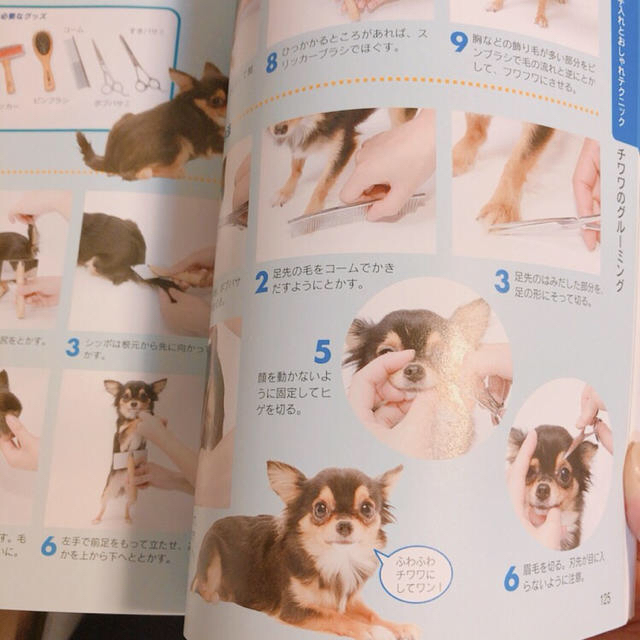 チワワの飼い方・しつけ方 エンタメ/ホビーの本(住まい/暮らし/子育て)の商品写真