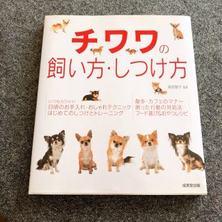 チワワの飼い方・しつけ方(住まい/暮らし/子育て)