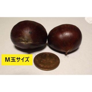 信州　小布施栗　M玉1㌔ 1800円　ラ2(フルーツ)