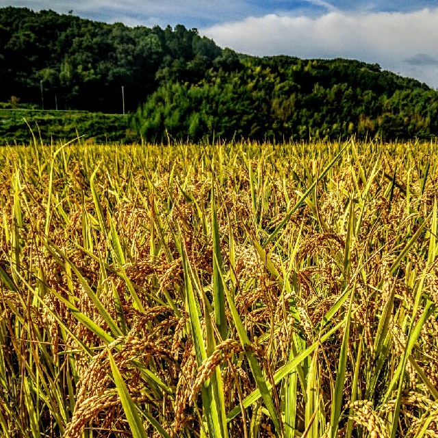 令和３年産新米 低農薬玄米１０キロ 山田錦の里より農家直送　(精米サービス中)