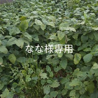 なな様専用　黒枝豆(野菜)