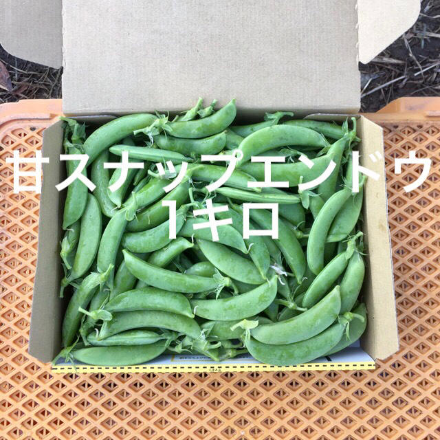 鹿児島産甘スナップエンドウ1キロ^_^ 食品/飲料/酒の食品(野菜)の商品写真