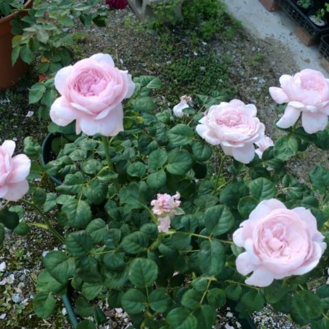 薔薇の苗　バラ苗 ハンドメイドのフラワー/ガーデン(その他)の商品写真