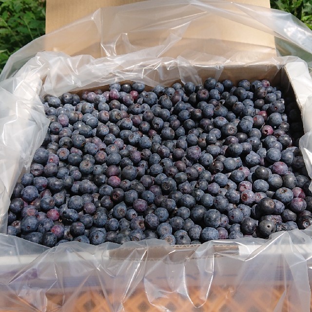 冷凍ブルーベリー２キロ 本州以外用 食品/飲料/酒の食品(フルーツ)の商品写真