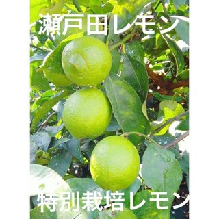 瀬戸田レモン　特別栽培　箱込み5キロ(フルーツ)