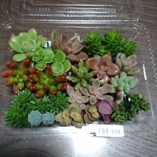 多肉植物 カット苗 184(その他)