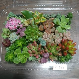 多肉植物 カット苗 203(その他)